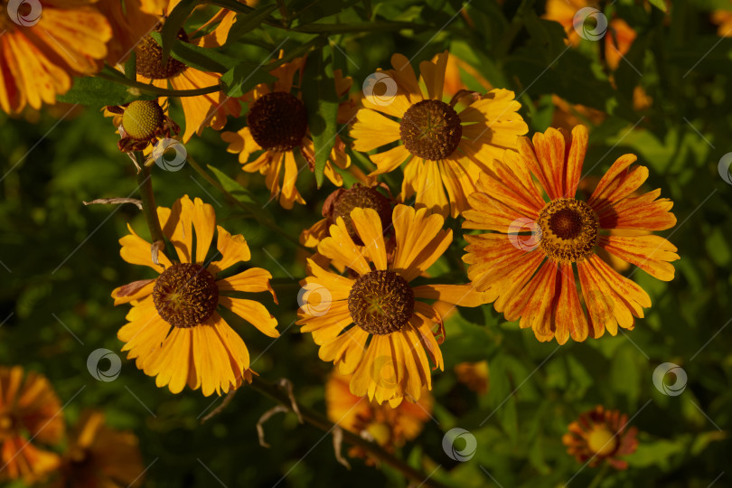 Скачать Гелениум (лат. Helenium) цветет в саду. фотосток Ozero