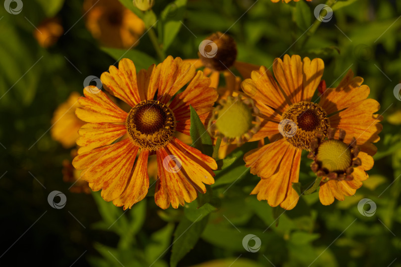 Скачать Гелениум (лат. Helenium) цветет в саду. фотосток Ozero