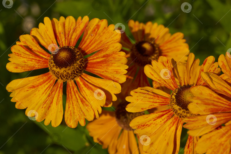 Скачать Гелениум (лат. Helenium) цветет в саду. фотосток Ozero