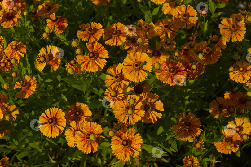 Скачать Гелениум (лат. Helenium) цветет в саду. фотосток Ozero