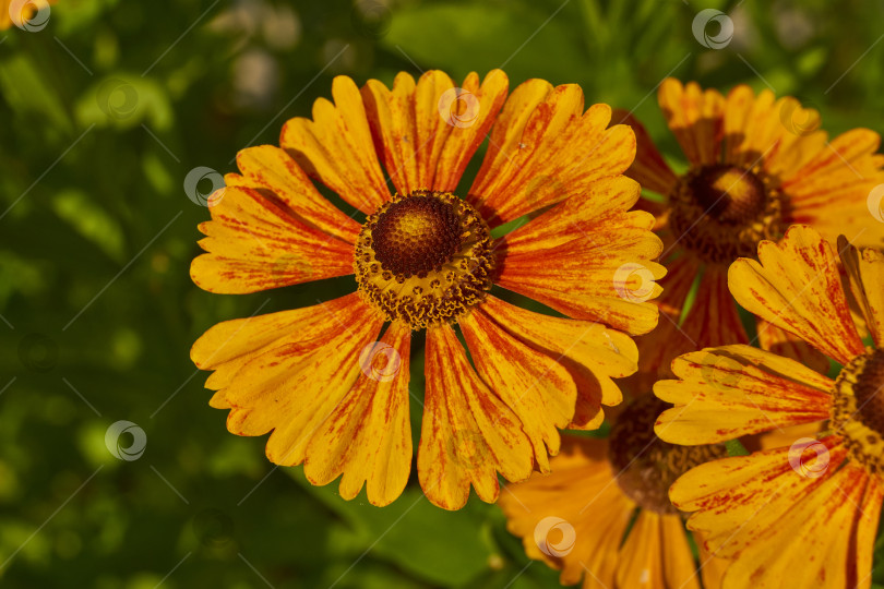 Скачать Гелениум (лат. Helenium) цветет в саду. фотосток Ozero