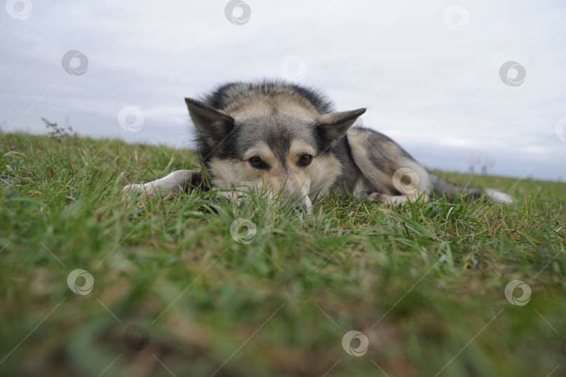 Скачать Собака на природе фотосток Ozero