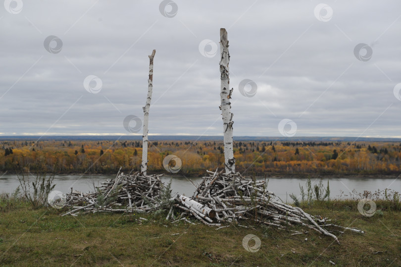 Скачать Срубленные стволы березы в Иркутской области фотосток Ozero