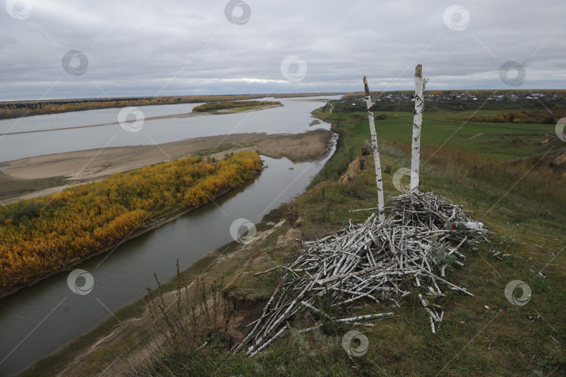 Скачать Срубленные березы в Иркутской области фотосток Ozero