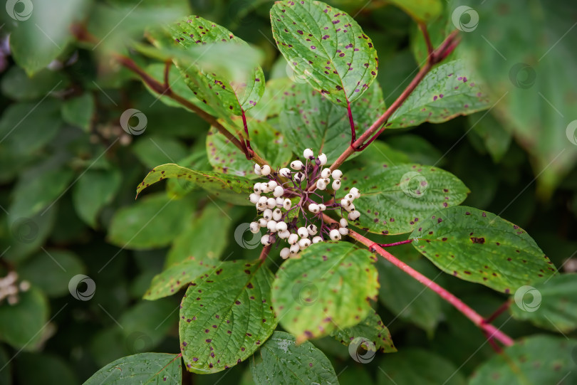 Скачать Cornus alba, краснокорневищный, белый или сибирский кизил в России фотосток Ozero