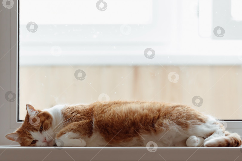 Скачать Кошка, лежащая днем на подоконнике фотосток Ozero