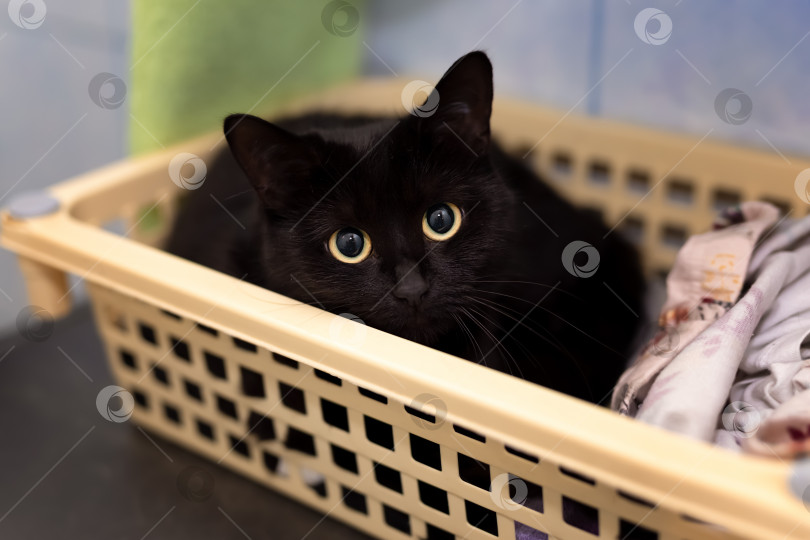 Скачать Черная кошка, сидящая в пластиковой корзинке фотосток Ozero