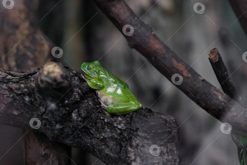 Скачать Большая зеленая лягушка фотосток Ozero