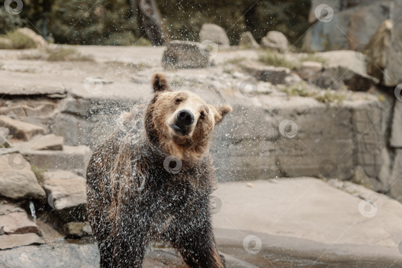 Скачать Бурый медведь стряхивает с себя воду. Медведь, плавающий в воде фотосток Ozero