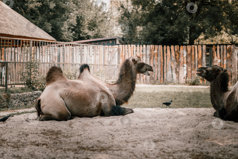 Скачать Два верблюда смотрят друг на друга фотосток Ozero