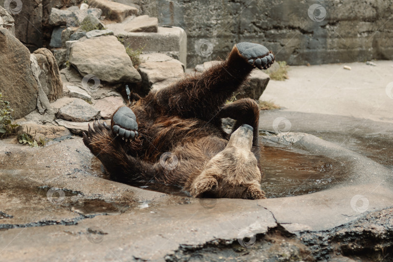 Скачать Бурый медведь плавает в воде жарким летним днем фотосток Ozero