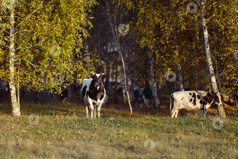 Скачать Корова смотрит в камеру фотосток Ozero