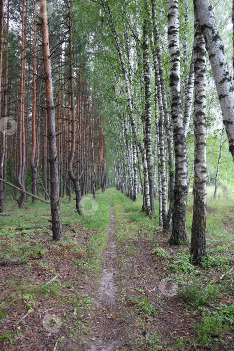 Скачать По лесной тропинке. фотосток Ozero