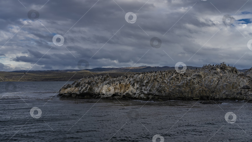 Скачать Множество бакланов сидит на скалистом острове. фотосток Ozero