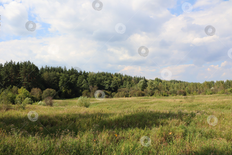 Скачать На опушке леса. фотосток Ozero