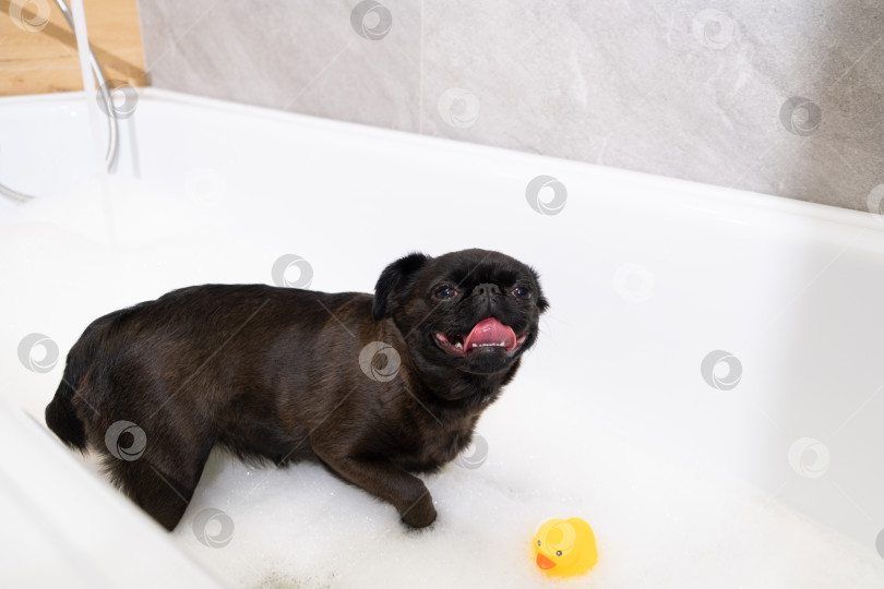 Скачать собака в ванне с пеной фотосток Ozero