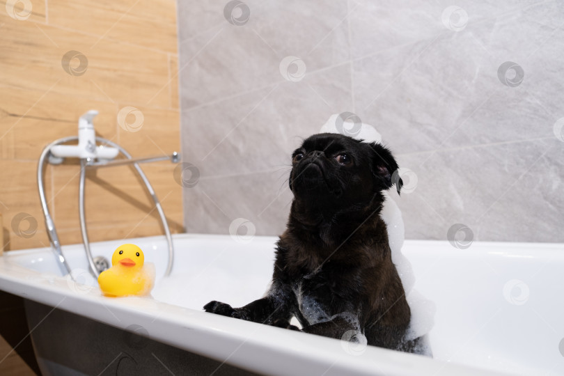 Скачать Собака в ванне с пеной фотосток Ozero