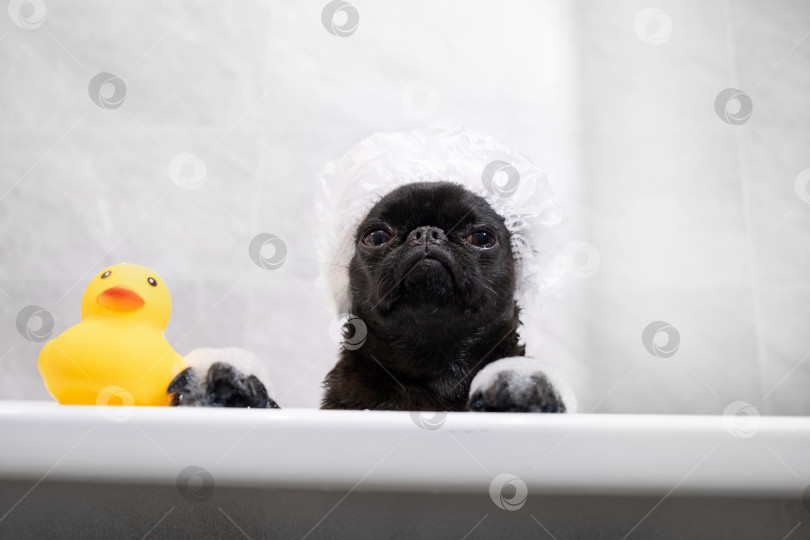 Скачать Портрет собаки со смешной мордочкой на ванне фотосток Ozero