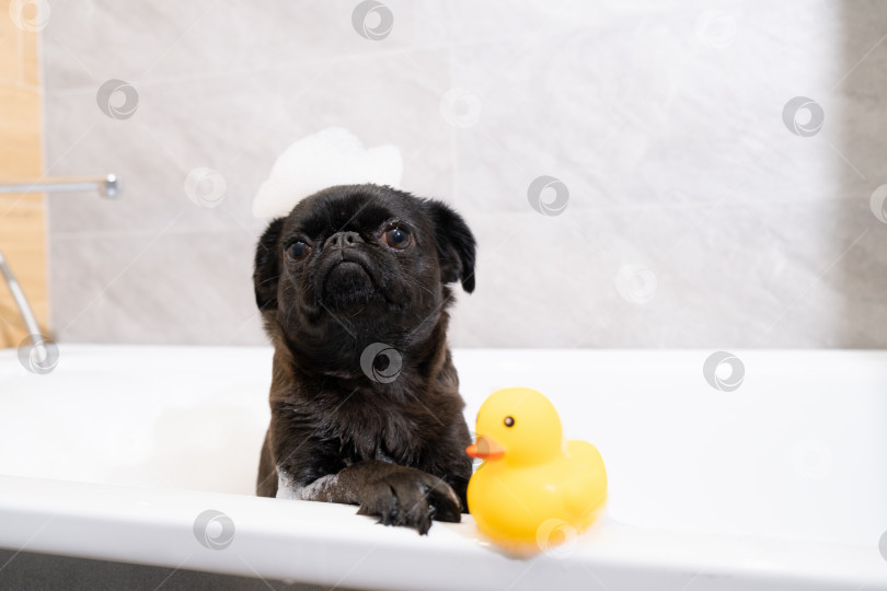 Скачать Портрет брабансонской собаки, принимающей ванну с игрушечной уткой фотосток Ozero
