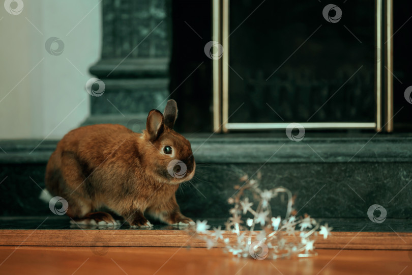Скачать Домашний кролик у камина в комнате фотосток Ozero