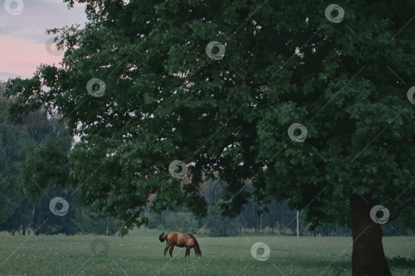 Скачать Лошадь пасется у большого дерева фотосток Ozero