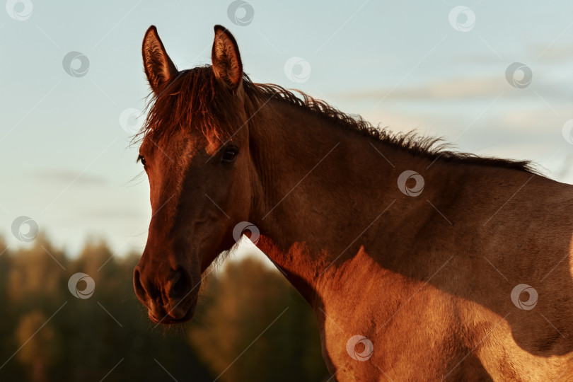 Скачать Бурая лошадь смотрит в камеру фотосток Ozero