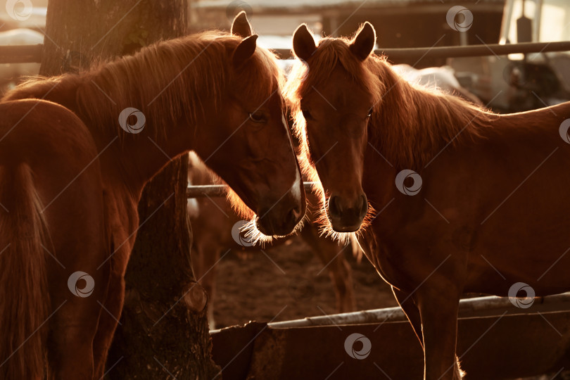 Скачать Две коричневые лошади с подсветкой фотосток Ozero