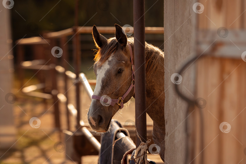 Скачать Лошадь выглядывает из-за угла и смотрит в камеру фотосток Ozero