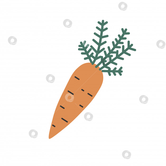 Скачать Обваляйте морковь с ботвой. Векторный клипарт. фотосток Ozero