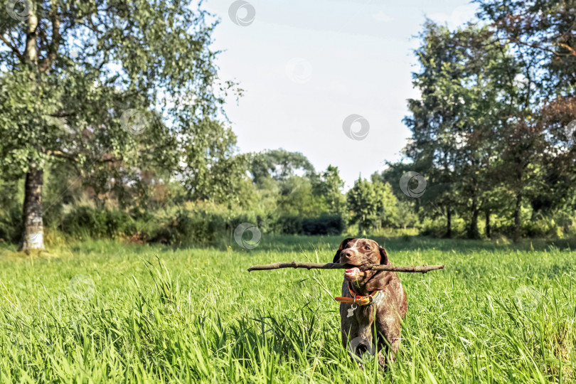 Скачать Счастливая собака, несущая большую палку фотосток Ozero