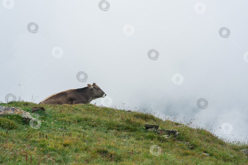 Скачать корова отдыхает на альпийском лугу среди облаков фотосток Ozero