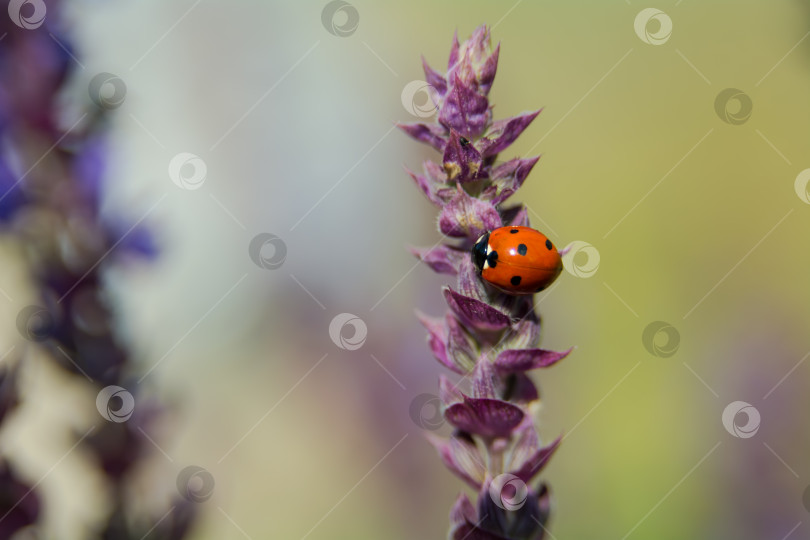 Скачать Божьи коровки, или кокцинеллиды (лат. Coccinellidae), - это семейство жуков. фотосток Ozero