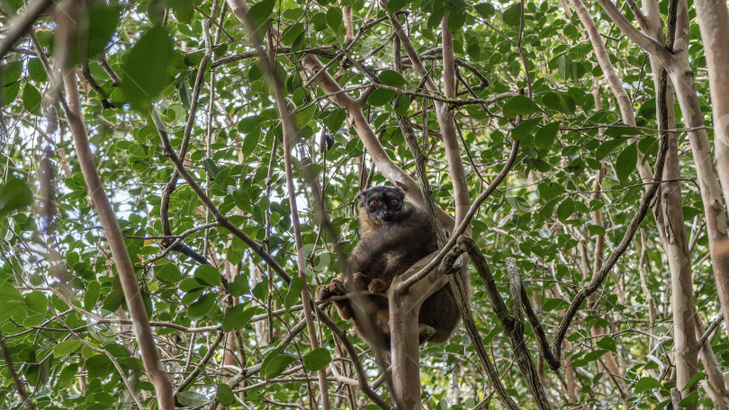 Скачать Обыкновенный коричневый лемур Eulemur albifrons сидит на ветвях дерева среди листвы. фотосток Ozero