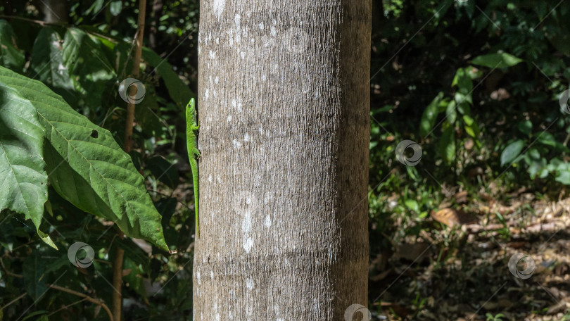 Скачать Маленький ярко-зеленый дневной геккон Phelsuma madagascariensis взбирается по стволу фотосток Ozero