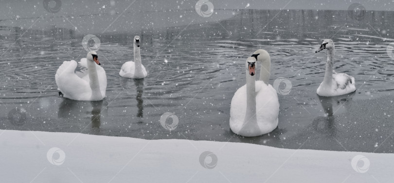 Скачать красивые белые лебеди зимой на берегу озера фотосток Ozero