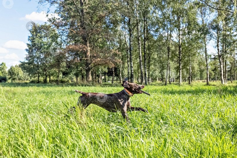 Скачать Счастливая собака, несущая большую палку фотосток Ozero