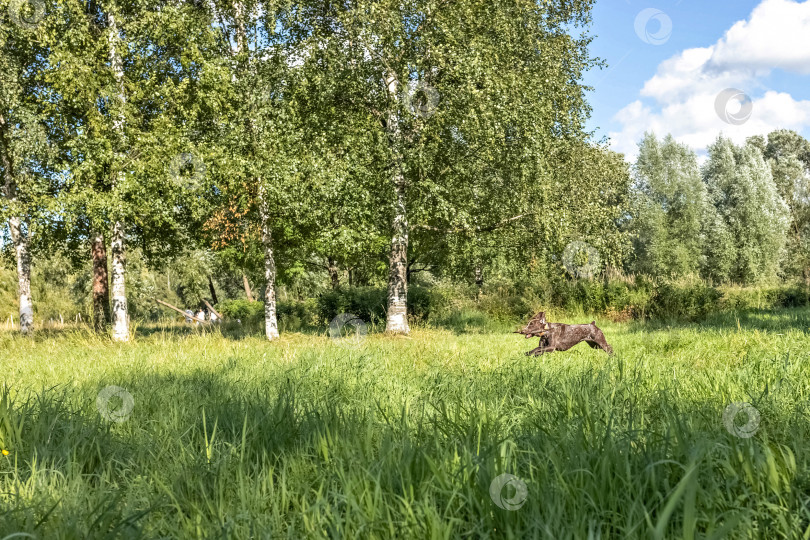 Скачать Счастливая собака, несущая большую палку фотосток Ozero