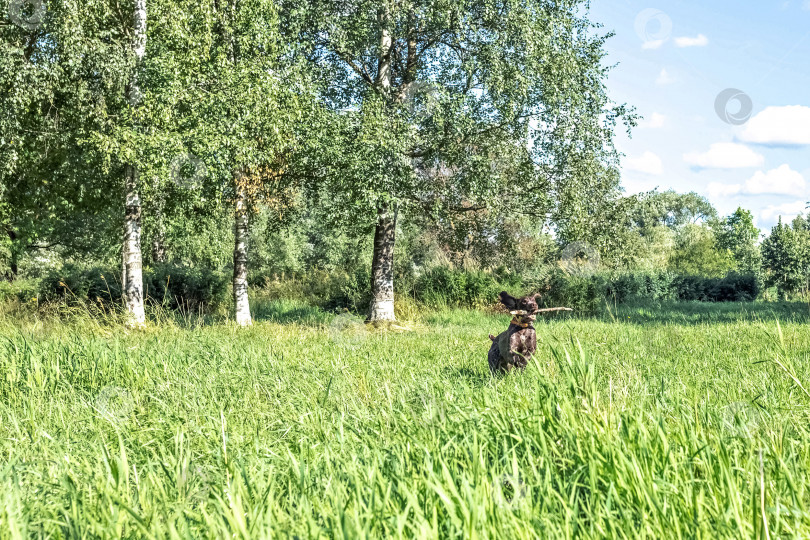 Скачать Счастливая собака, несущая большую палку фотосток Ozero