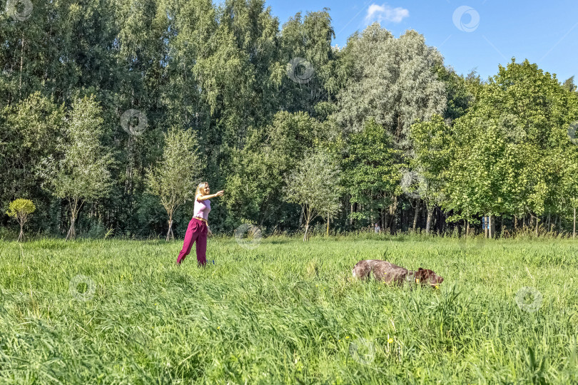 Скачать Портрет молодой светловолосой женщины, дрессирующей охотничью собаку породы Курц-Хаар в парке. летние каникулы фотосток Ozero