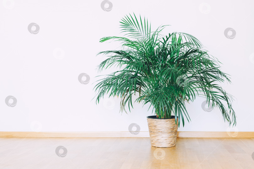 Скачать Макет стены в помещении с зеленым комнатным растением в горшке фотосток Ozero