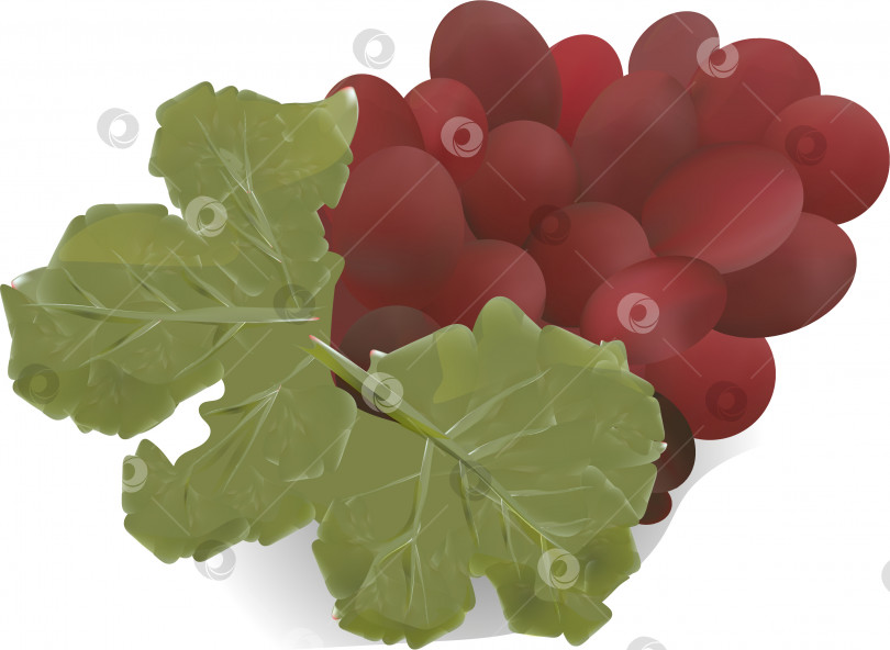 Скачать Резиновые гроздья винограда выполнены в стиле фотореализма.3d. фотосток Ozero