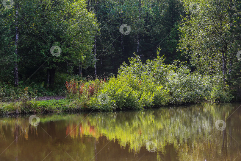 Скачать лесистый берег реки весной фотосток Ozero