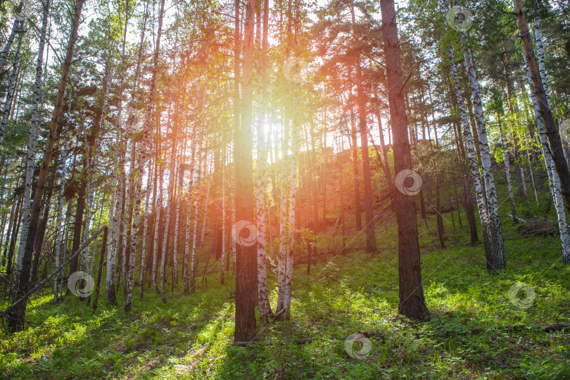 Скачать Лес в лучах яркого солнечного света фотосток Ozero