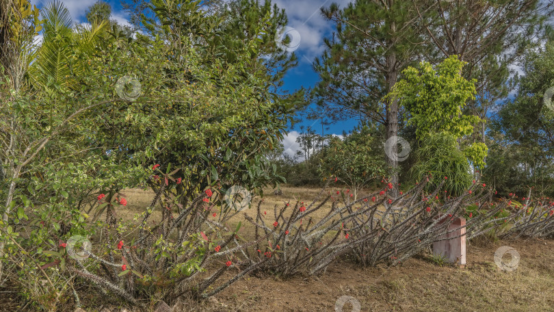 Скачать В парке растут сочные растения Euphorbia milii. фотосток Ozero