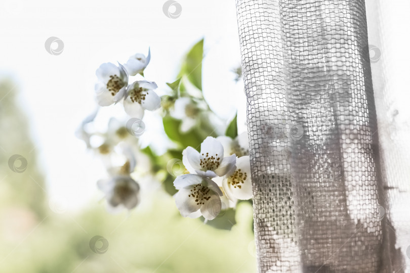 Скачать Бутылка с цветущими ветками жасмина у окна в загородном доме фотосток Ozero