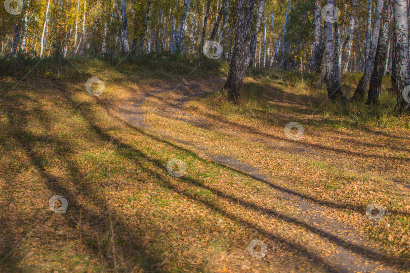 Скачать дорога в осеннем березовом лесу фотосток Ozero