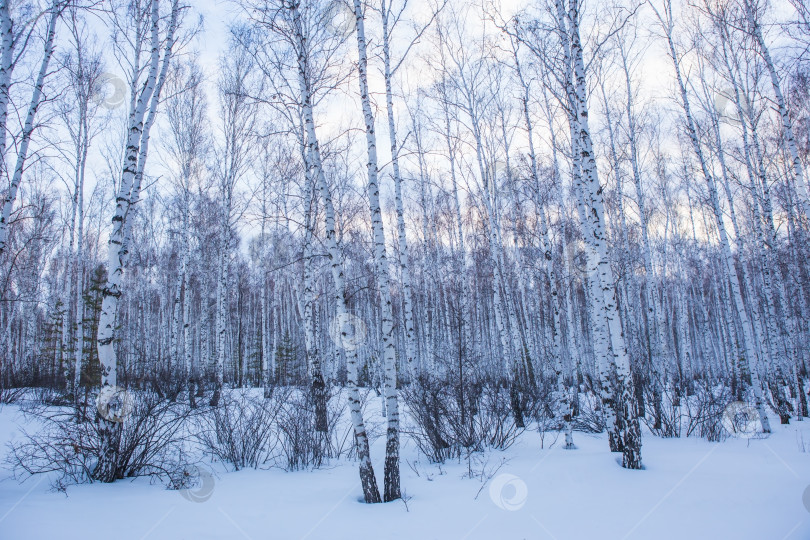 Скачать Зимний березовый лес фотосток Ozero