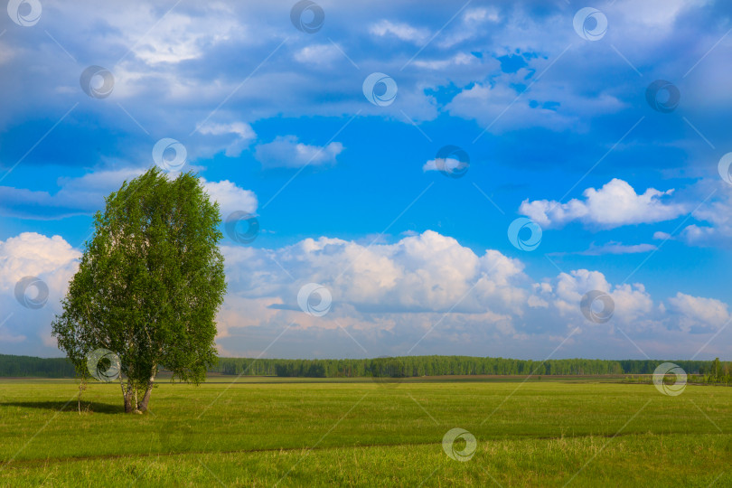 Скачать Летний пейзаж фотосток Ozero