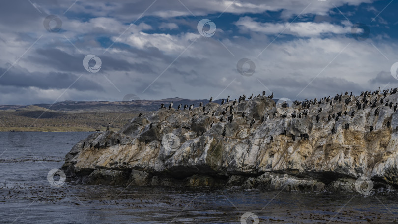 Скачать Колония бакланов на скалистом острове. фотосток Ozero