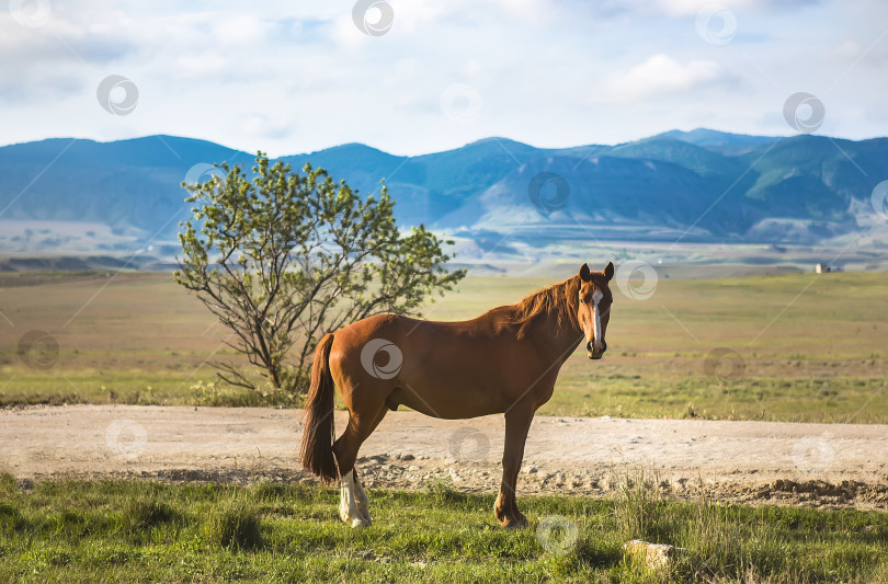 Скачать Лошадь на лугу на фоне гор фотосток Ozero